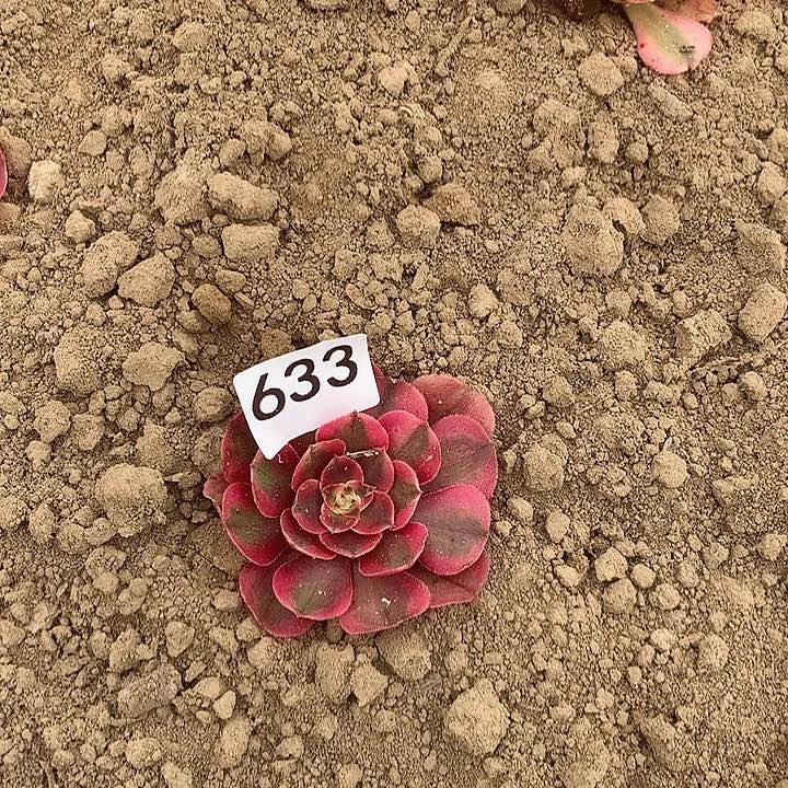 无花朵飞****?633倾城3