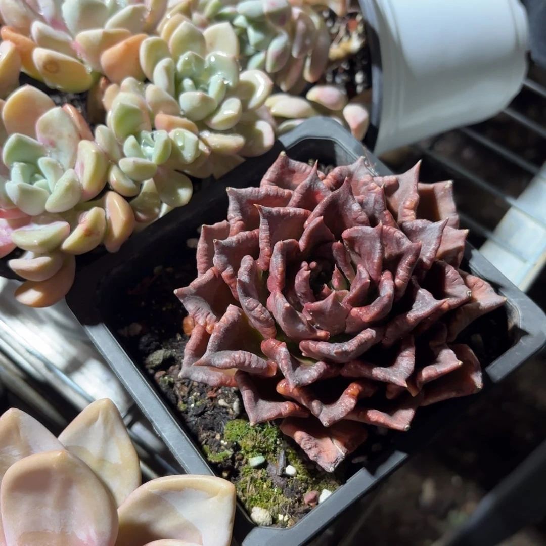 黑饺子皮多肉12㎝盆特价