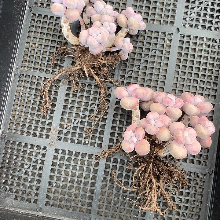 *****log咯饿了来咯的获得过我的啊