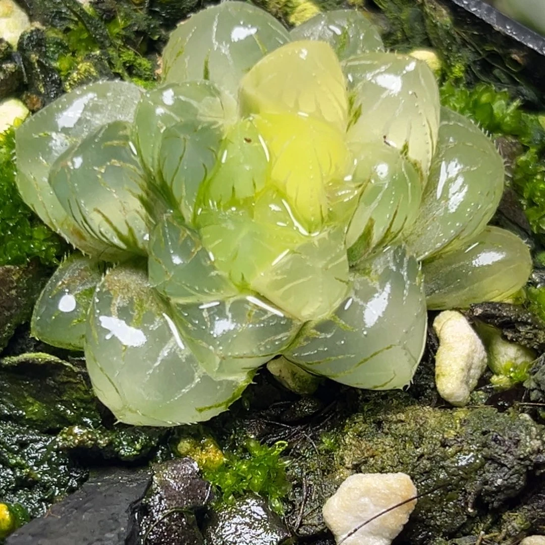 十二卷多肉植物2971瑶光