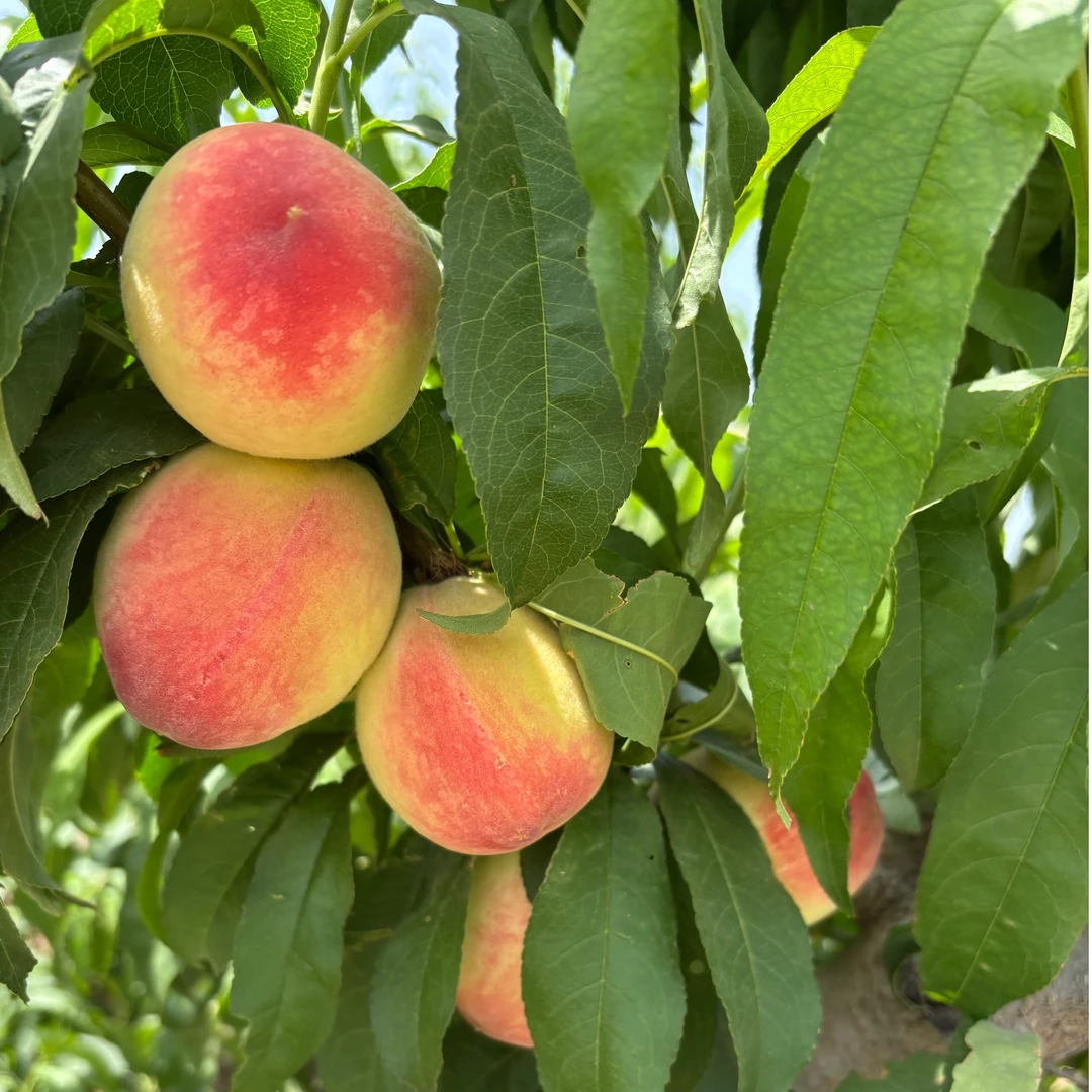 露天小红帽水蜜桃毛桃现采头茬孕妇老少皆宜顺丰包邮坏果包赔