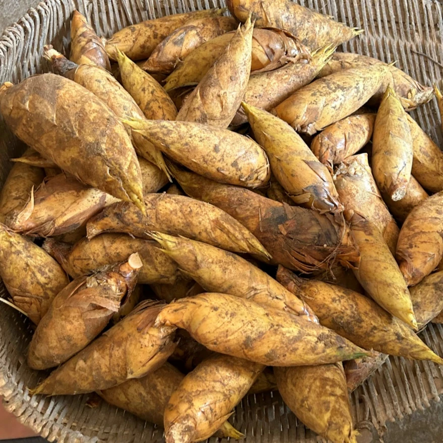 浙江临安大冬笋5斤两头尖小冬笋3斤