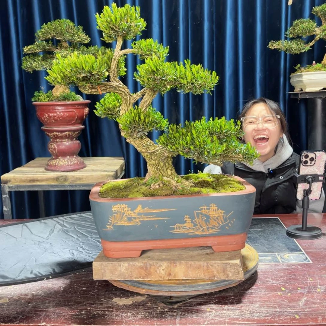 四季常青老桩黄杨盆景