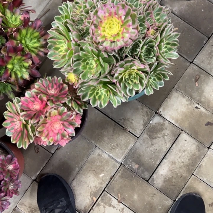 夜***者海鲜父母植物花花