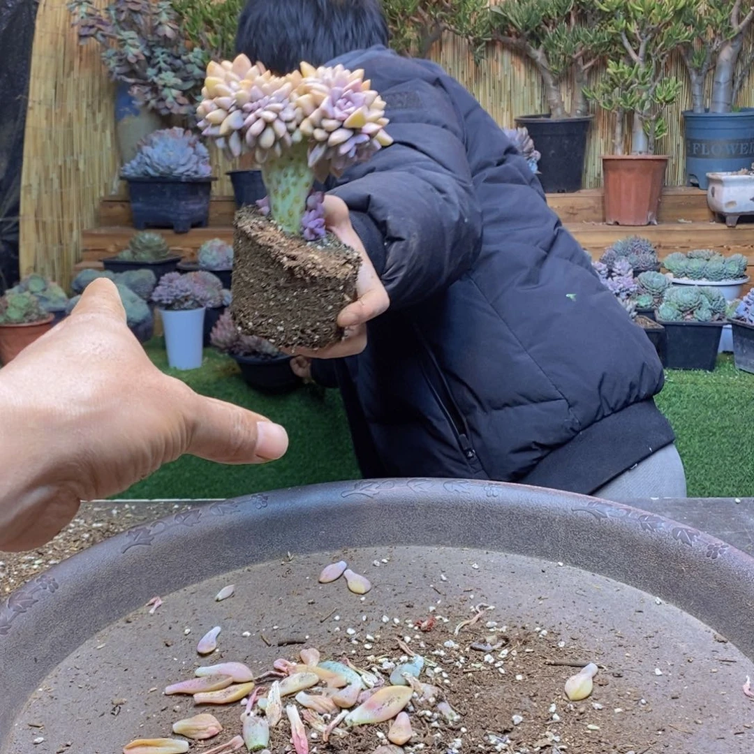 云E57号号淡雪缀化多肉