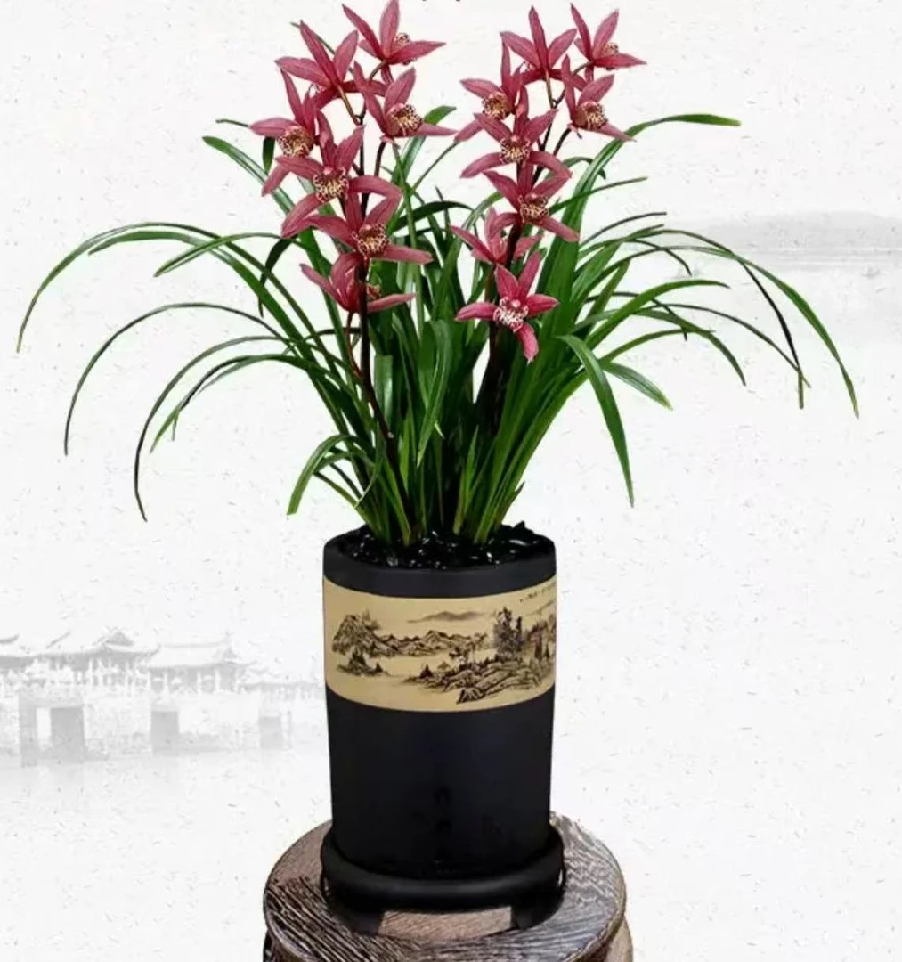 【金边西施】建兰  一物一拍无花剑