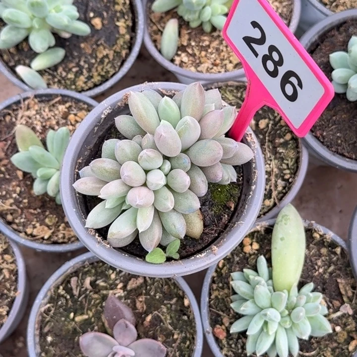 多肉植物海豚体哥特286