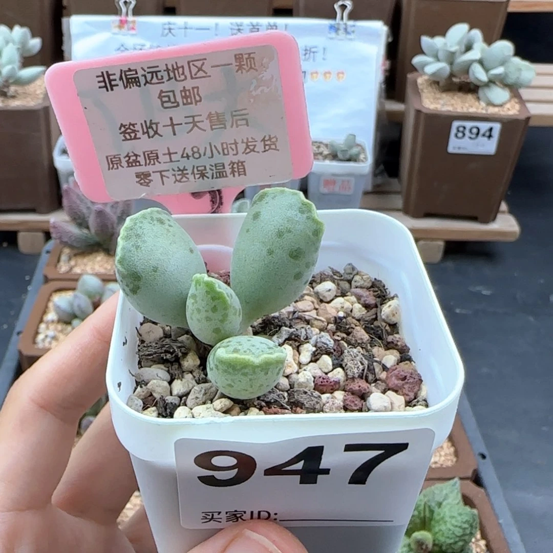 947黄金海报多肉