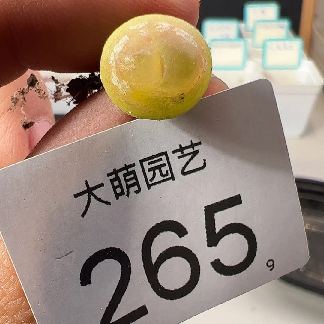 0000265 一物一拍……