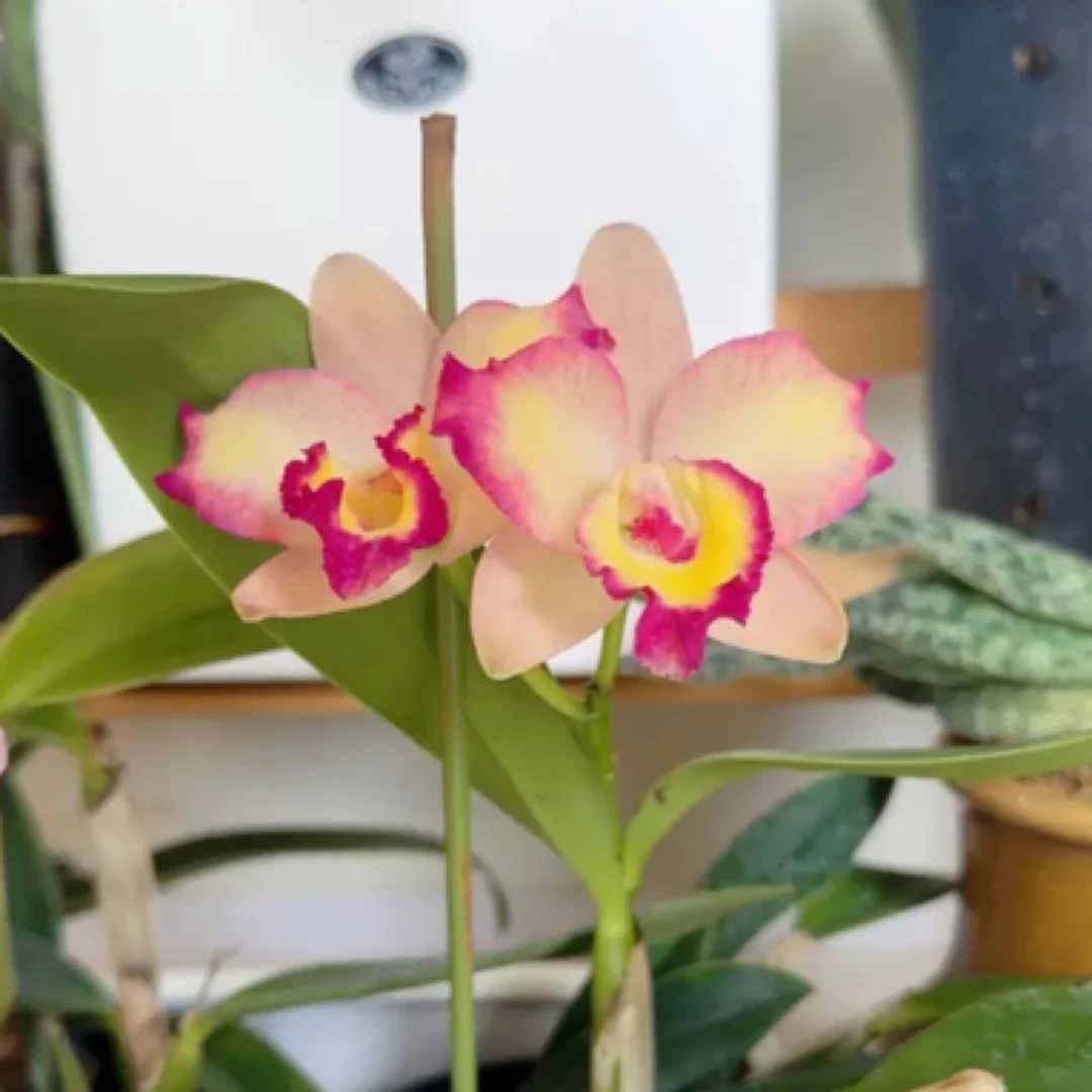 小美人卡特兰壮苗多花