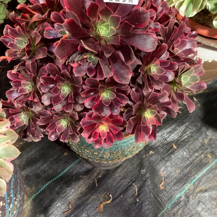 糖****奶042多肉植物一物一拍