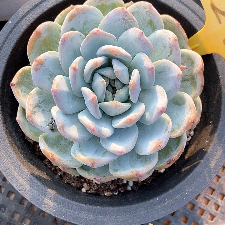 小***陆多肉植物星影2-2多肉
