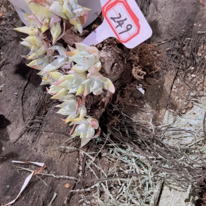 蒋***流249老腿雪山精控38