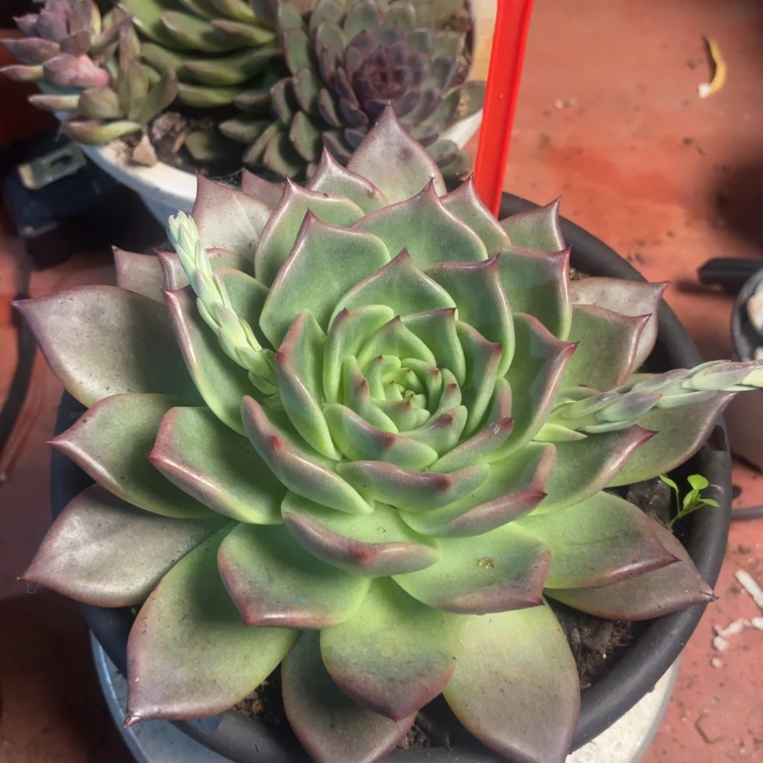 多肉植物046号一颗