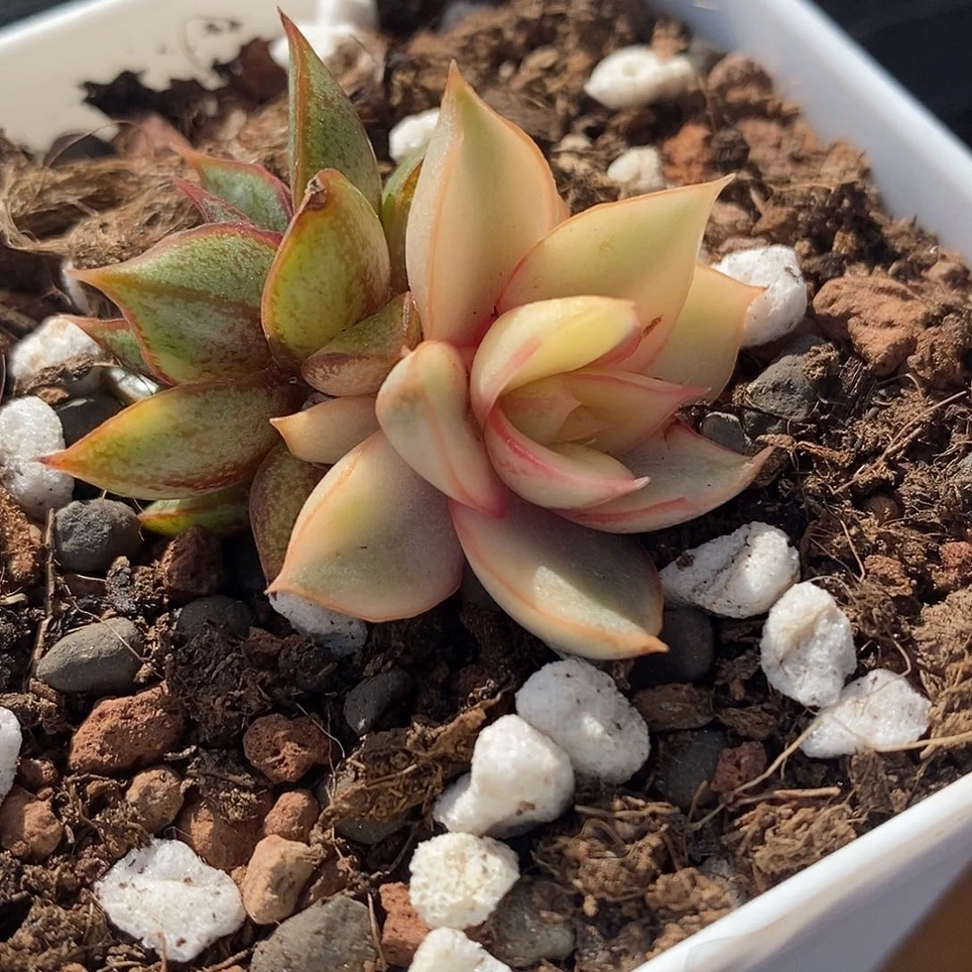麒麟座锦 小方花圃一物一拍