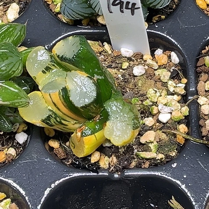 194欧大宝万象锦（脱土发货）