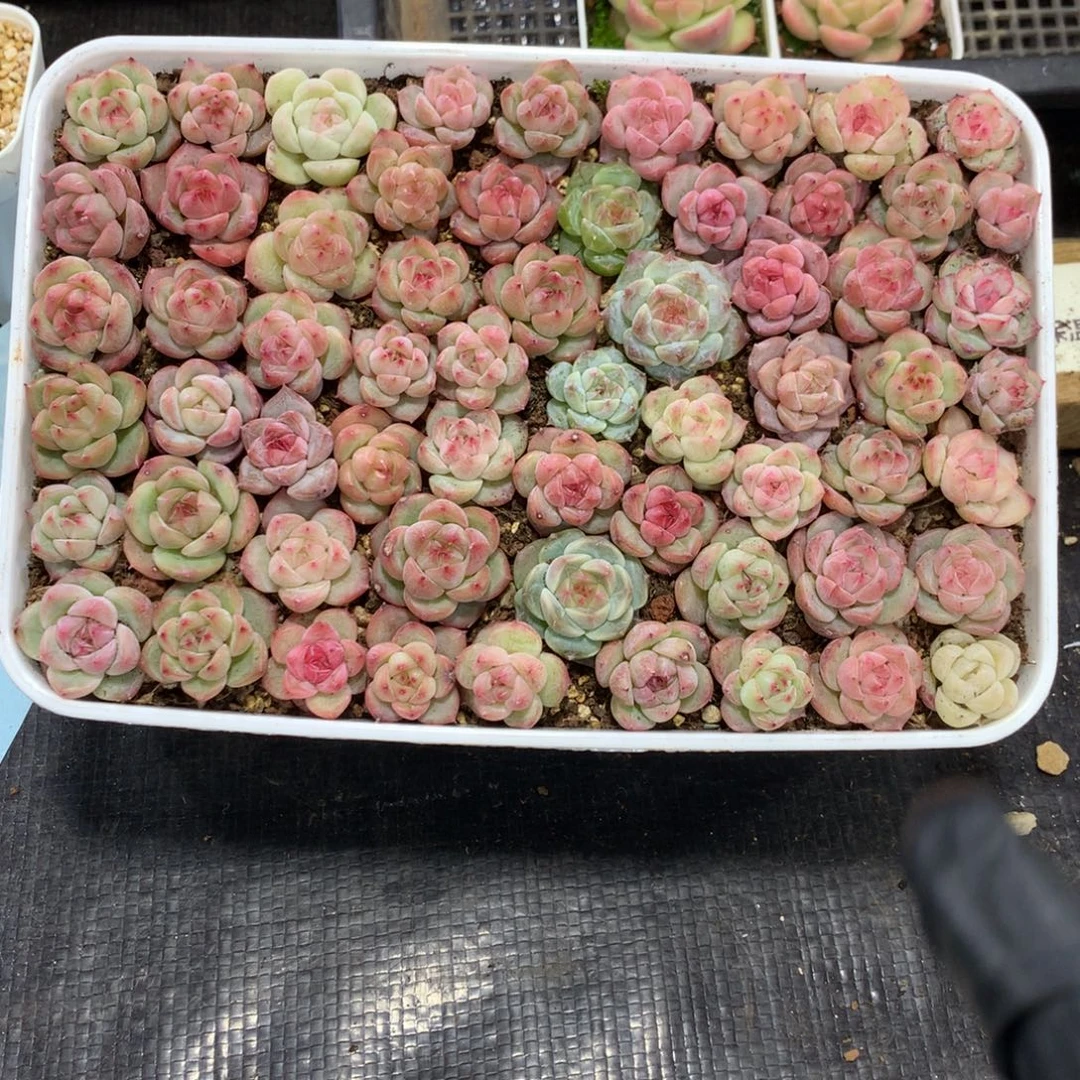 珍妮糖心混一物一拍