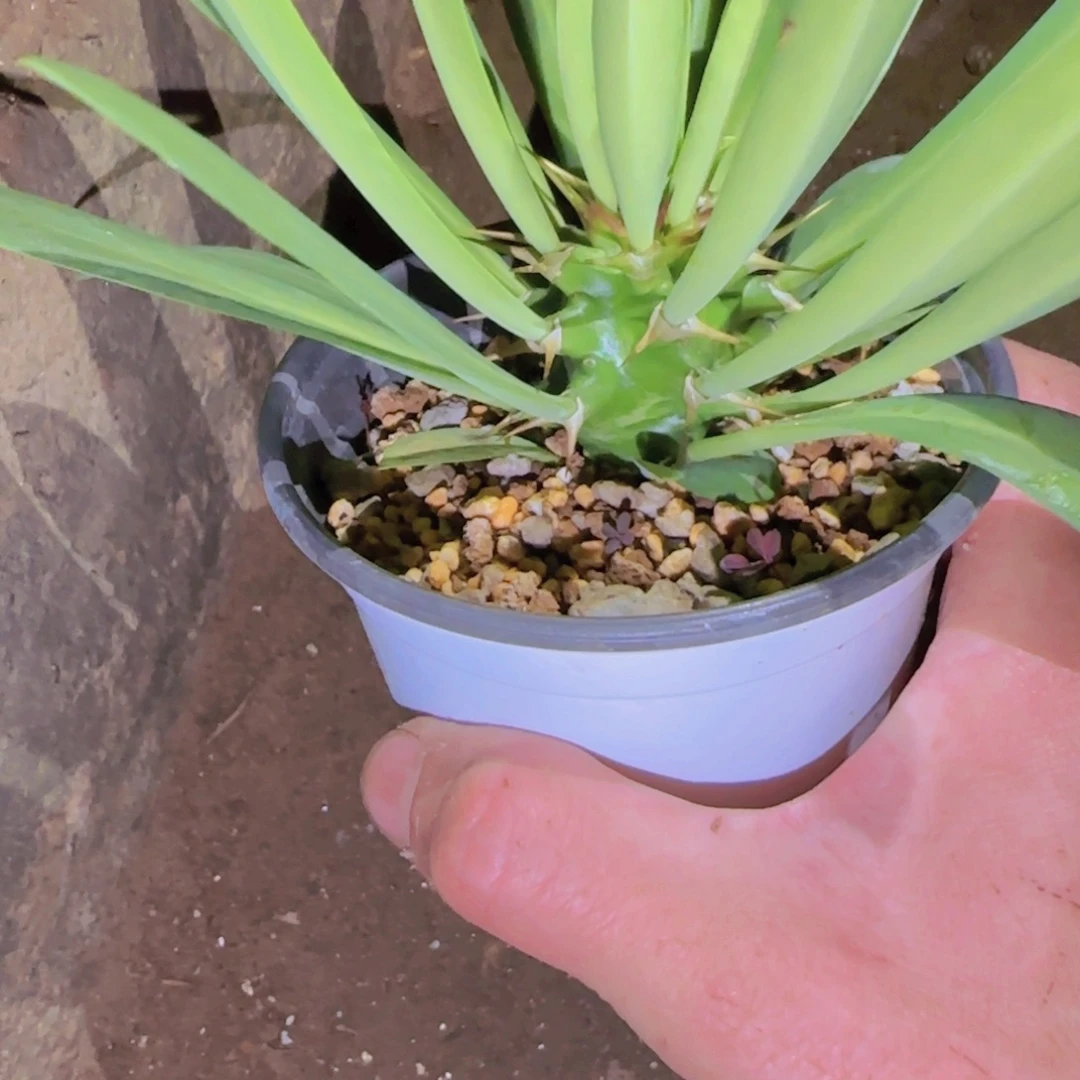 帝***释无花朵块根植物块根植物