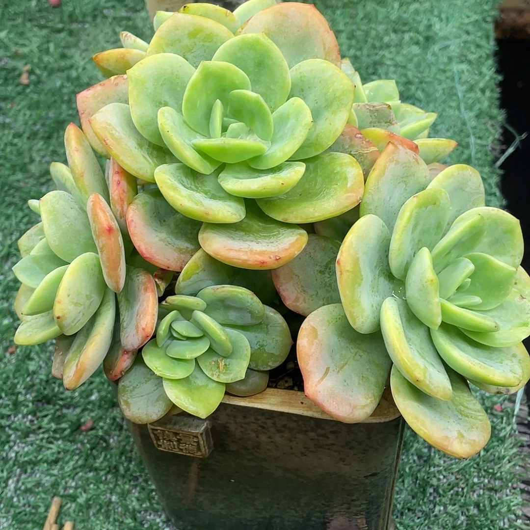 柚子茶一物一拍满28包邮非偏远