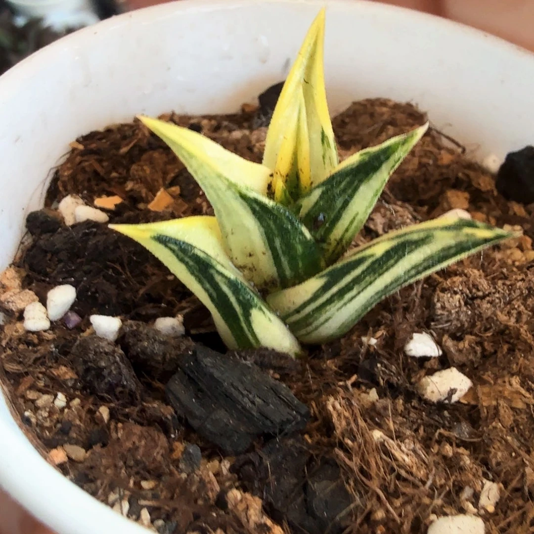 龙城锦带盆发货哈哈哈哈