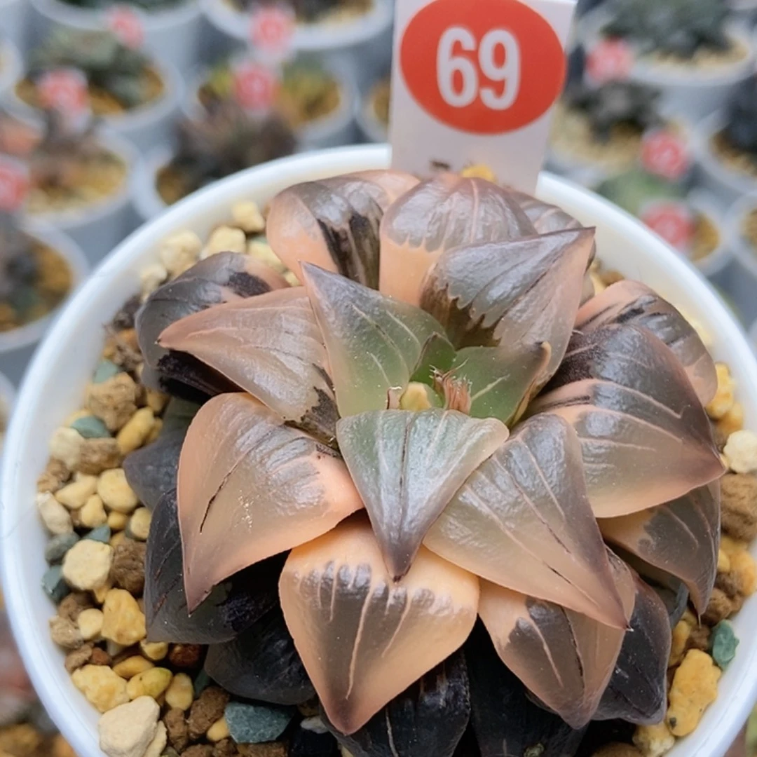 69红纹锦11111111111