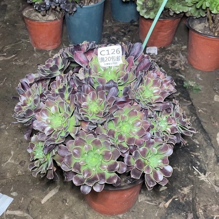 126花纳锦多肉法师多肉