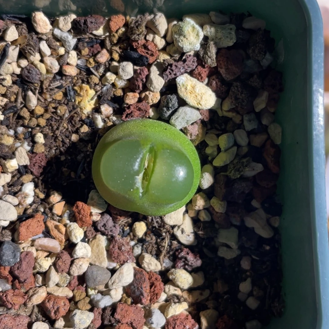 1.7雪茄植物一物一拍