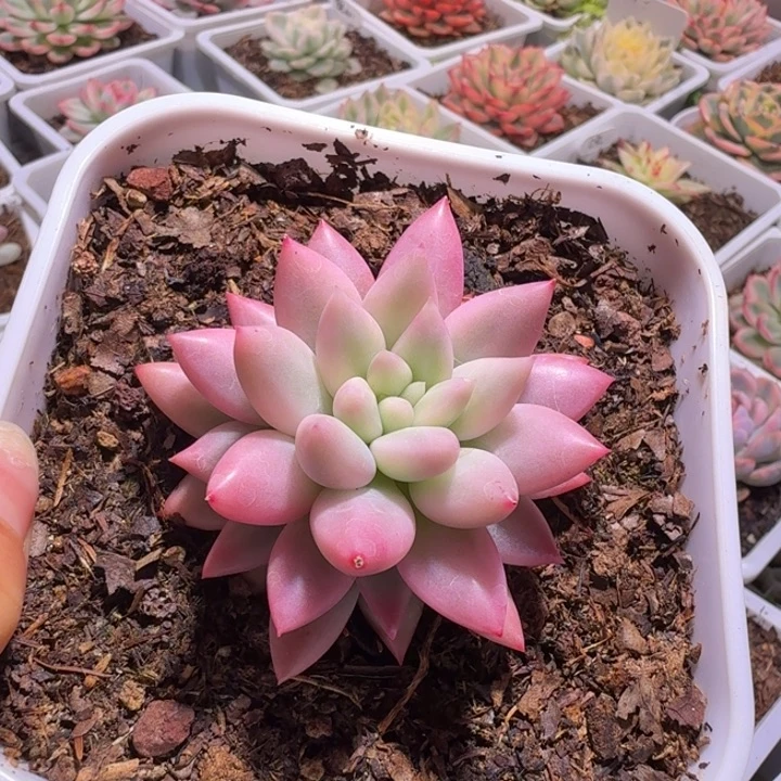 红蜻蜓锦多肉植物