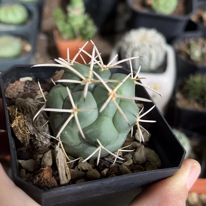 仙人球一物一拍实生