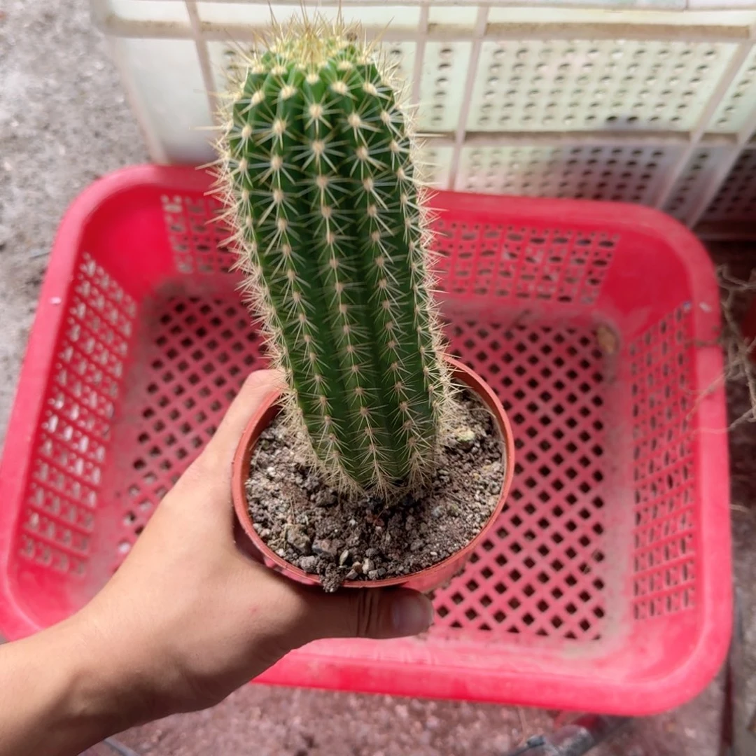 骑***象无花朵仙女哈哈哈哈哈哈哈哈哈