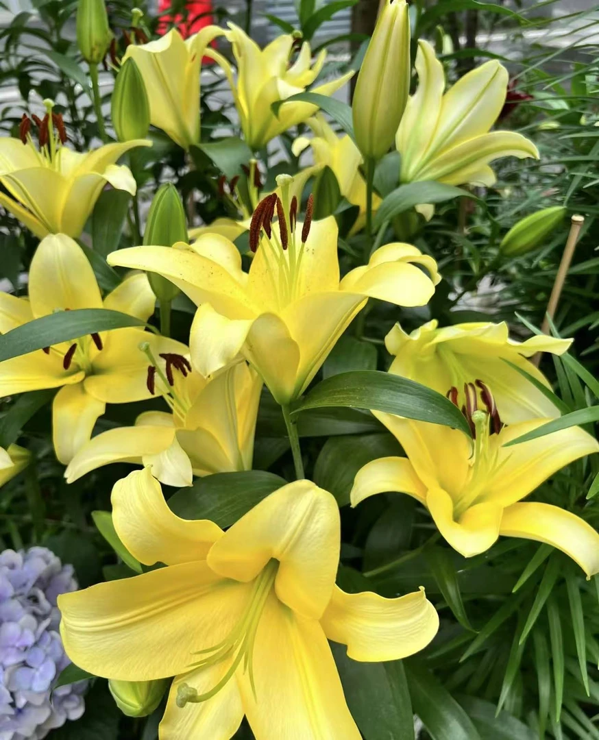 一颗《黄天霸》单瓣香水百合种球荷兰进口四季可种