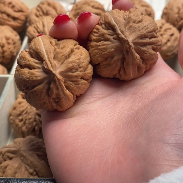 鑫***房霸王龙全品如修一刀没动