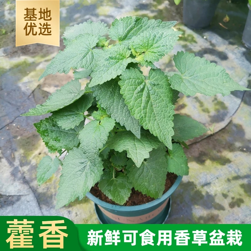 成品藿香苗盆栽解暑泡茶可食用新鲜香草植物五香叶鱼香草庭院种植