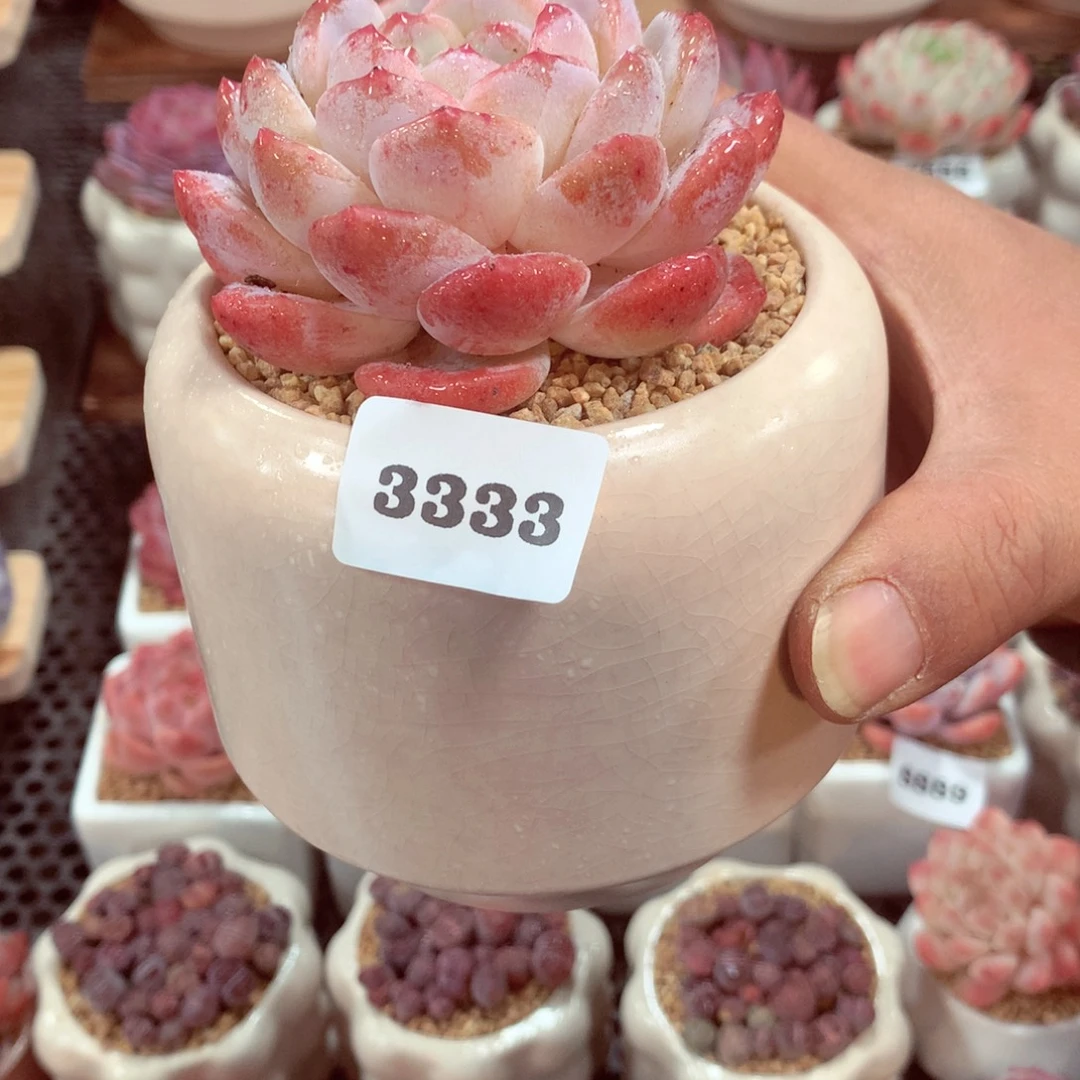 明叔精选  一物一拍 3333