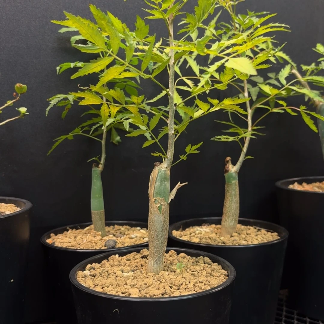 芳香裂榄带盆土。