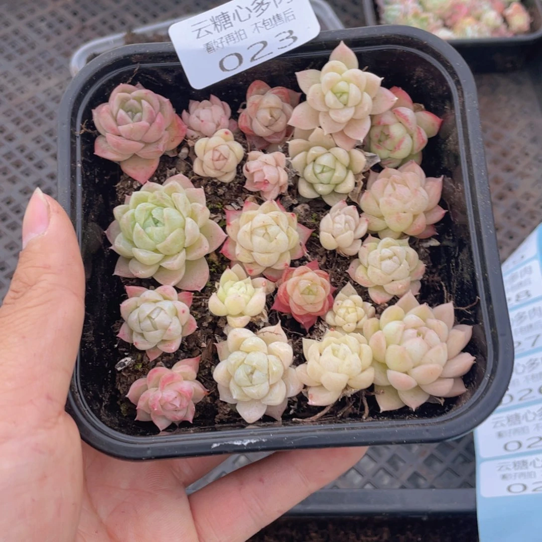 云糖心多肉植物23