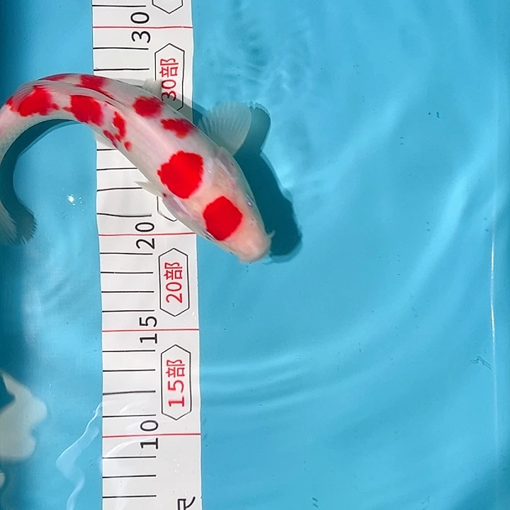 海水鱼板井泰国小姐血子代红白