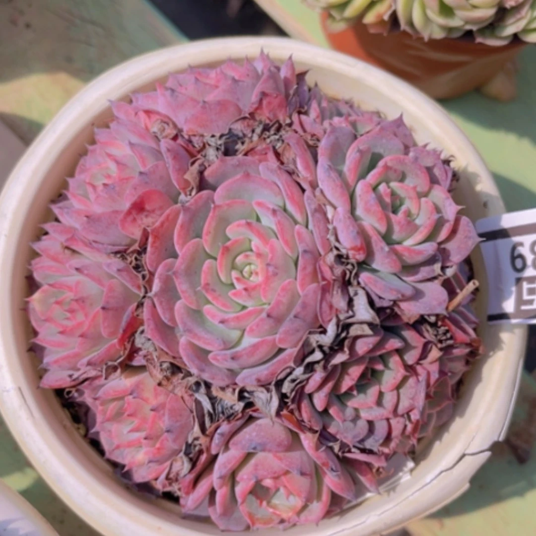 【闪购商品】劳伦斯0539