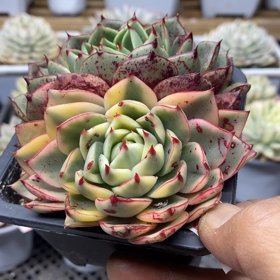 1773 斗牛士覆轮锦 需延时发货