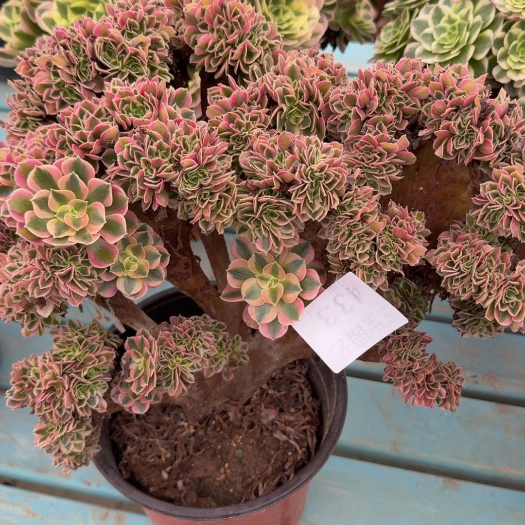 有***飞多肉植物433缀化法师