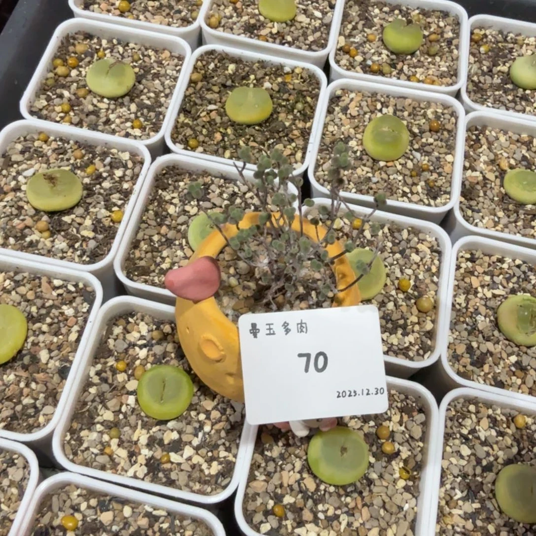 荌***岁多肉多肉多肉12.30-070