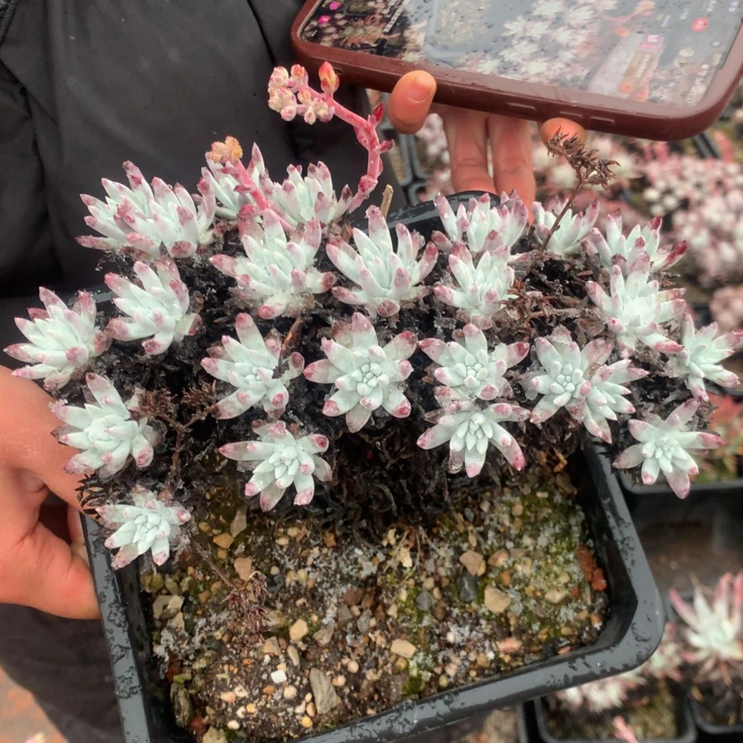 用****1多肉植物杂件啦啦啦啦