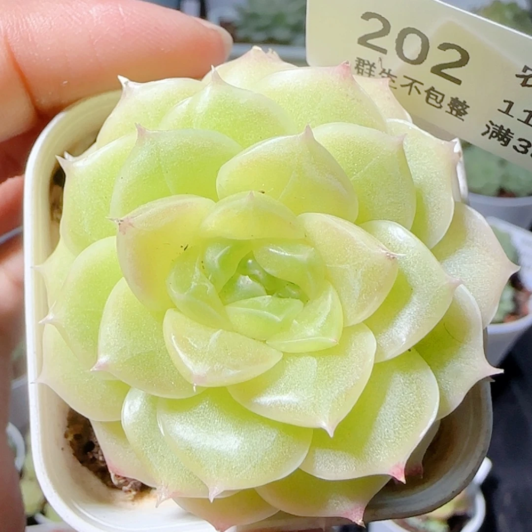 1106-202fm-9-2麦杆