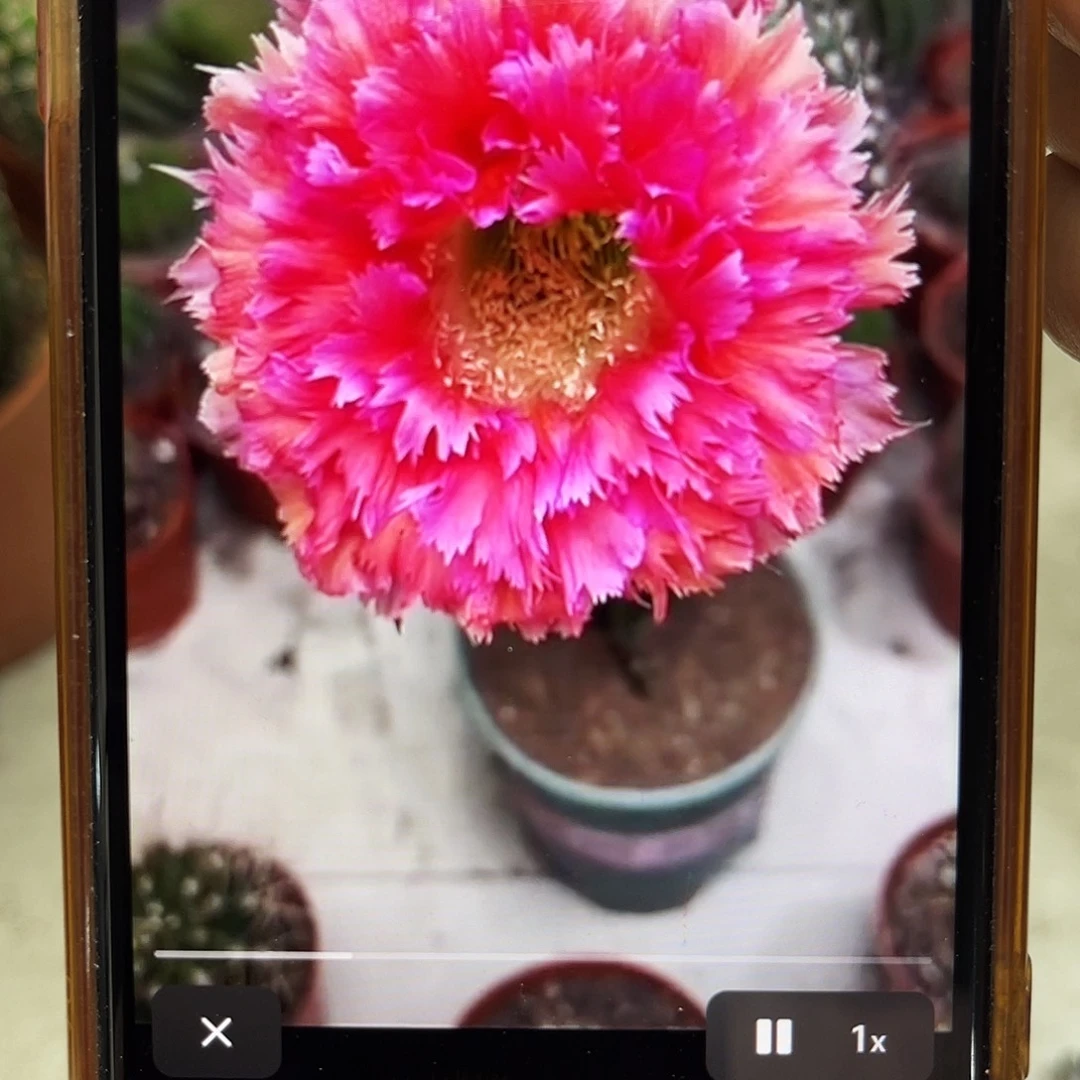 彩草2号羽毛侧芽2公分左右