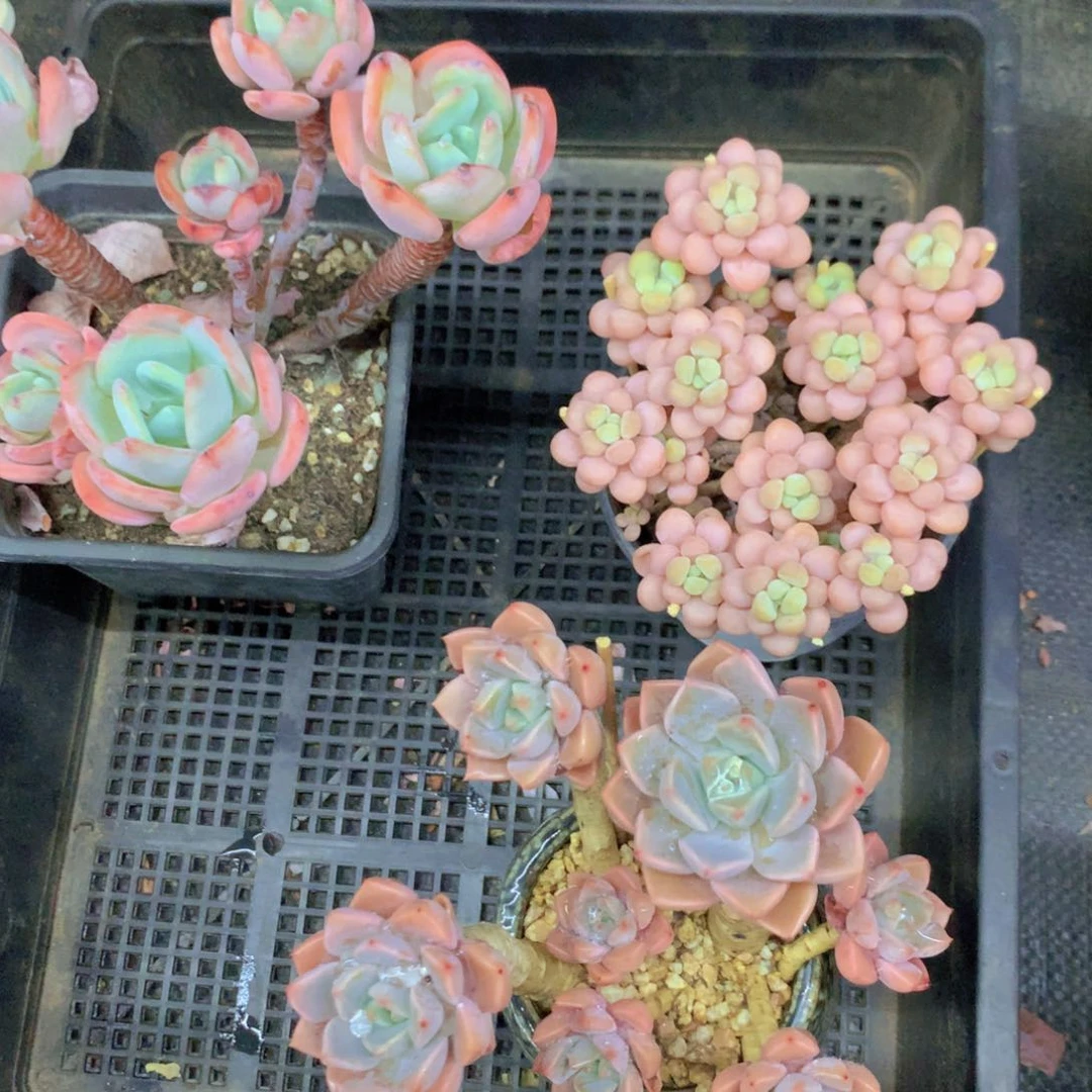 花***喵多肉植物一物一拍