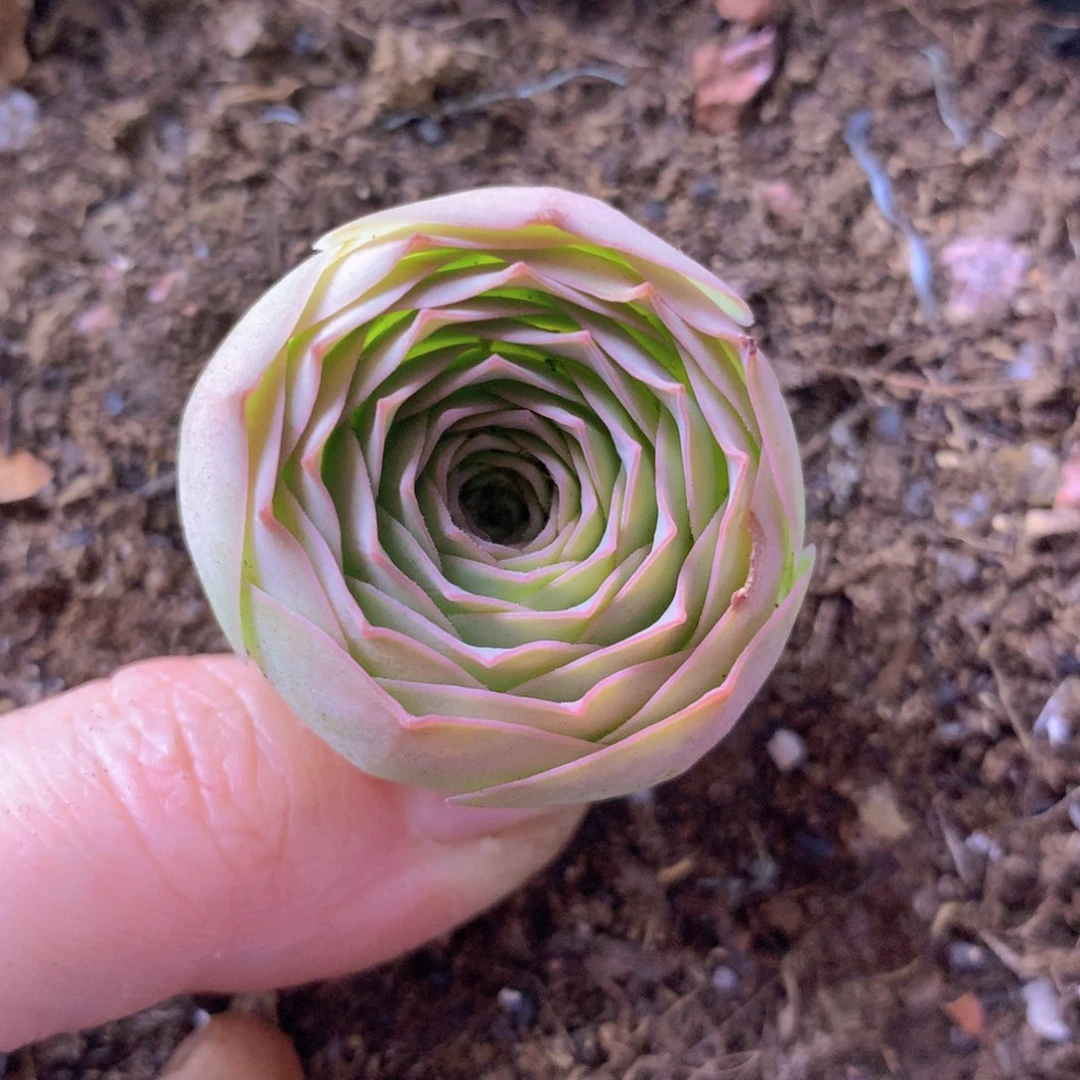 一物一拍追光者322