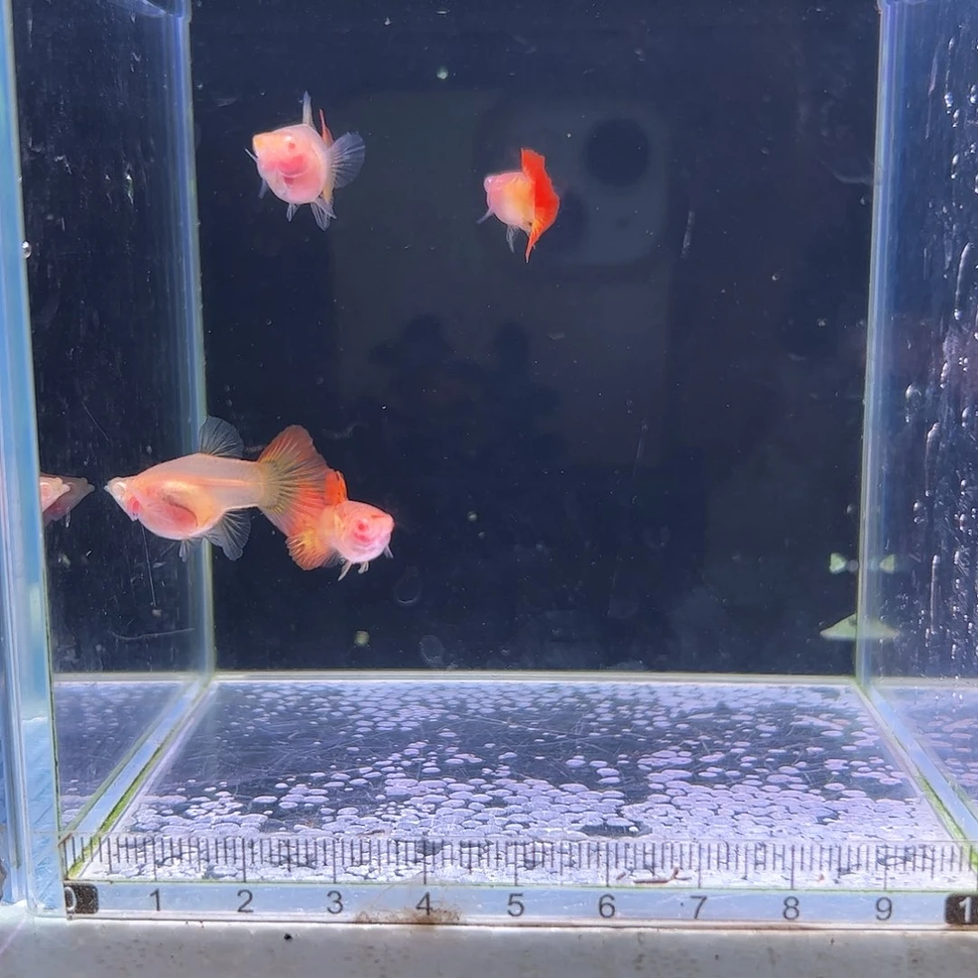 孔雀鱼红龙白子玻璃球2对