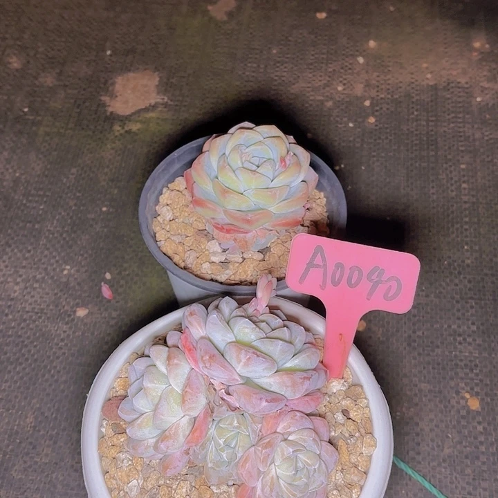 刘*冰玉两颗一物一拍A0040