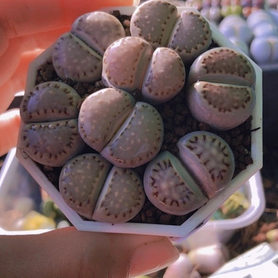 无花朵0980，2.2-2.5，优选饼干个别微徒