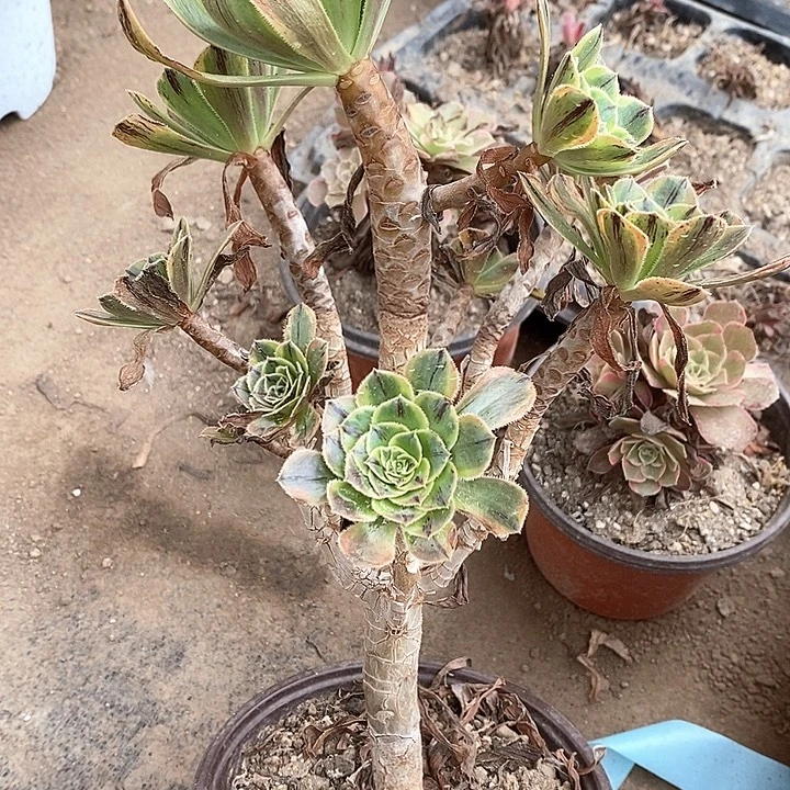 953虞姬多肉植物福利